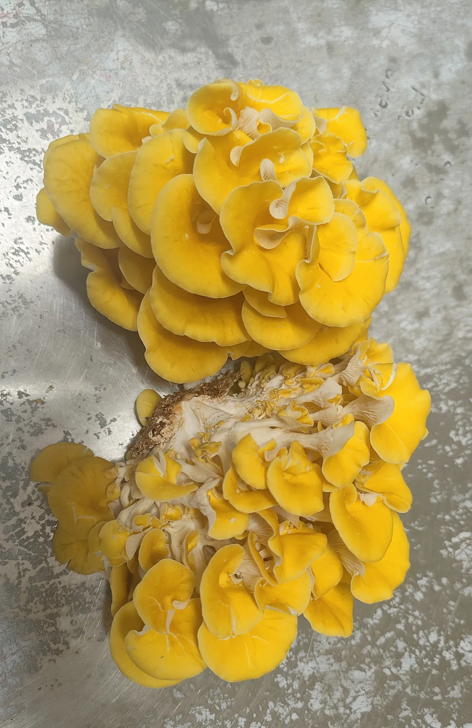 A closer look at golden-coloured oyster mushrooms.