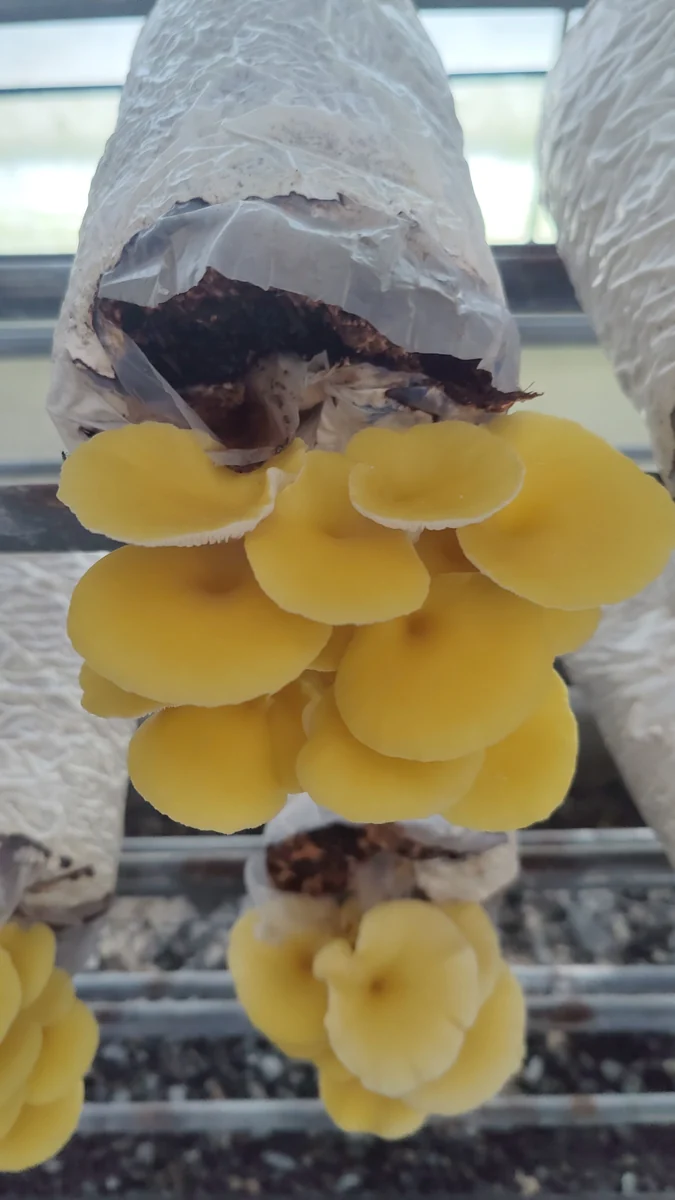 Golden-coloured oyster mushrooms fruiting from hanging grow blocks