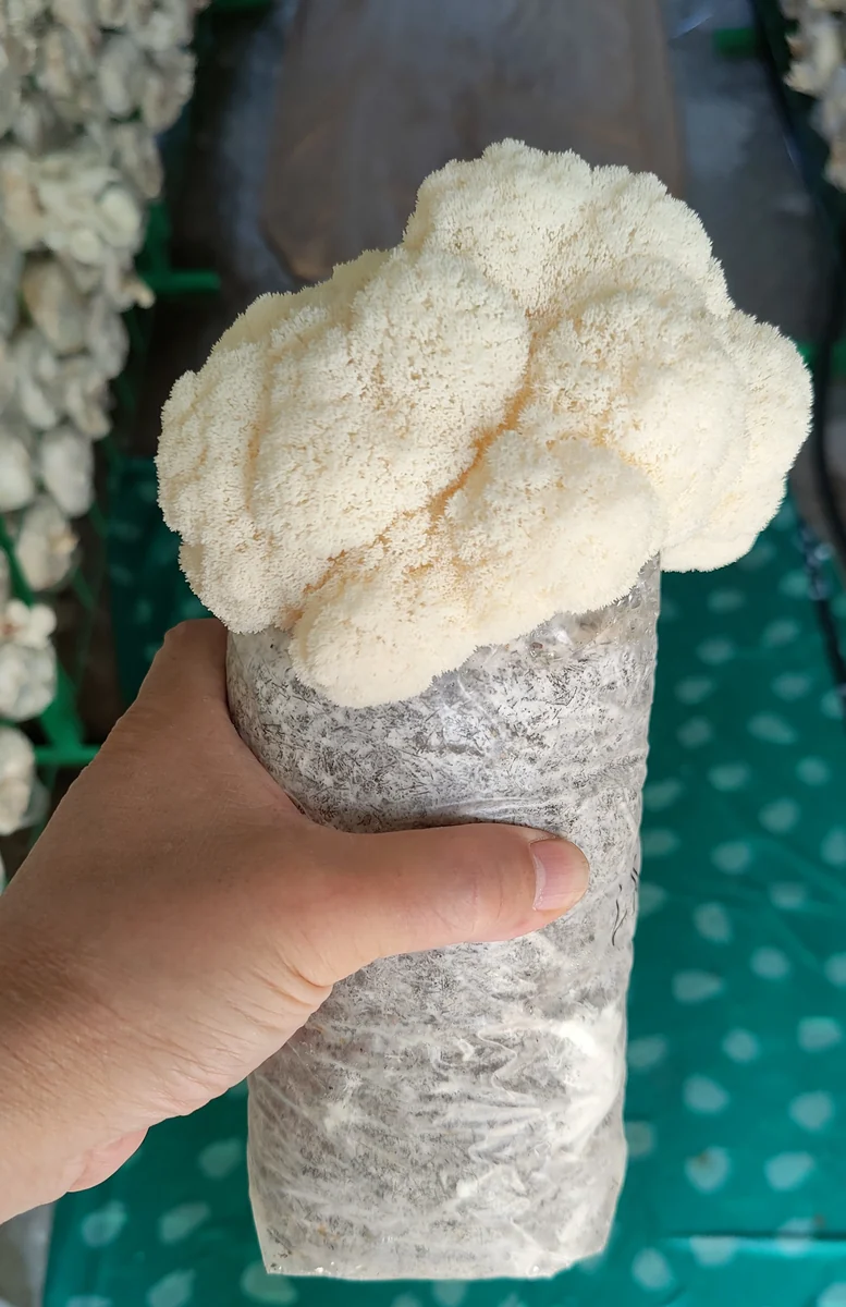 A company Lion’s Mane grow block held in a hand, with white mushrooms emerging above the bag