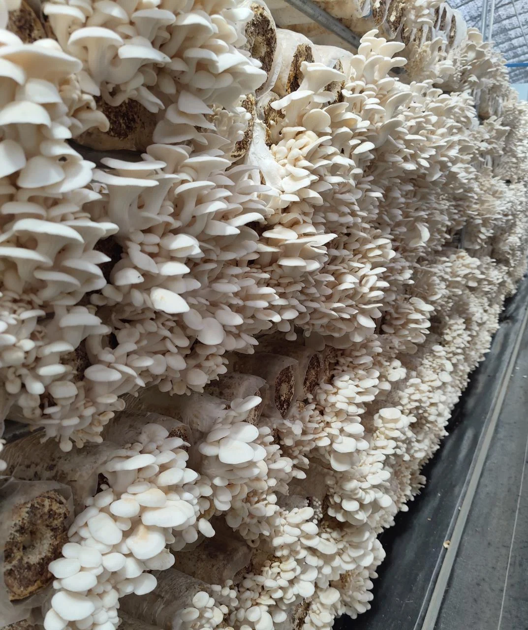 Oyster mushrooms growing along rows of grow blocks.