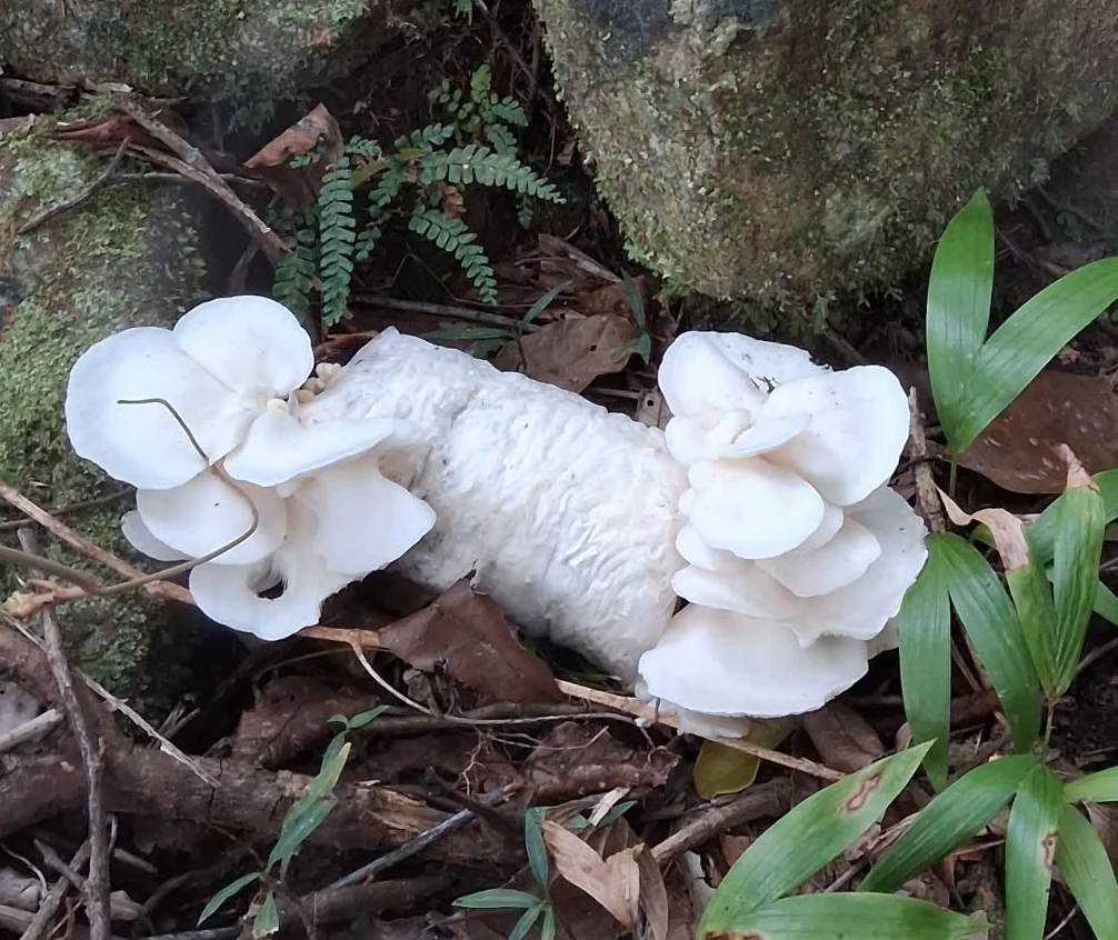 White oyster mushrooms growing from a company grow block placed outdoors