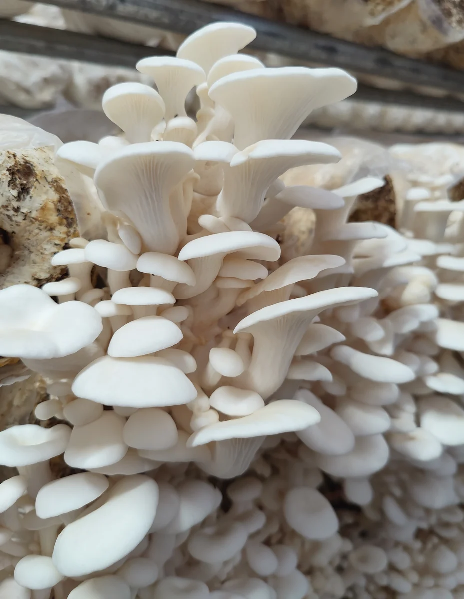 White oyster mushrooms growing from substrate blocks at Innovation Mushrooms