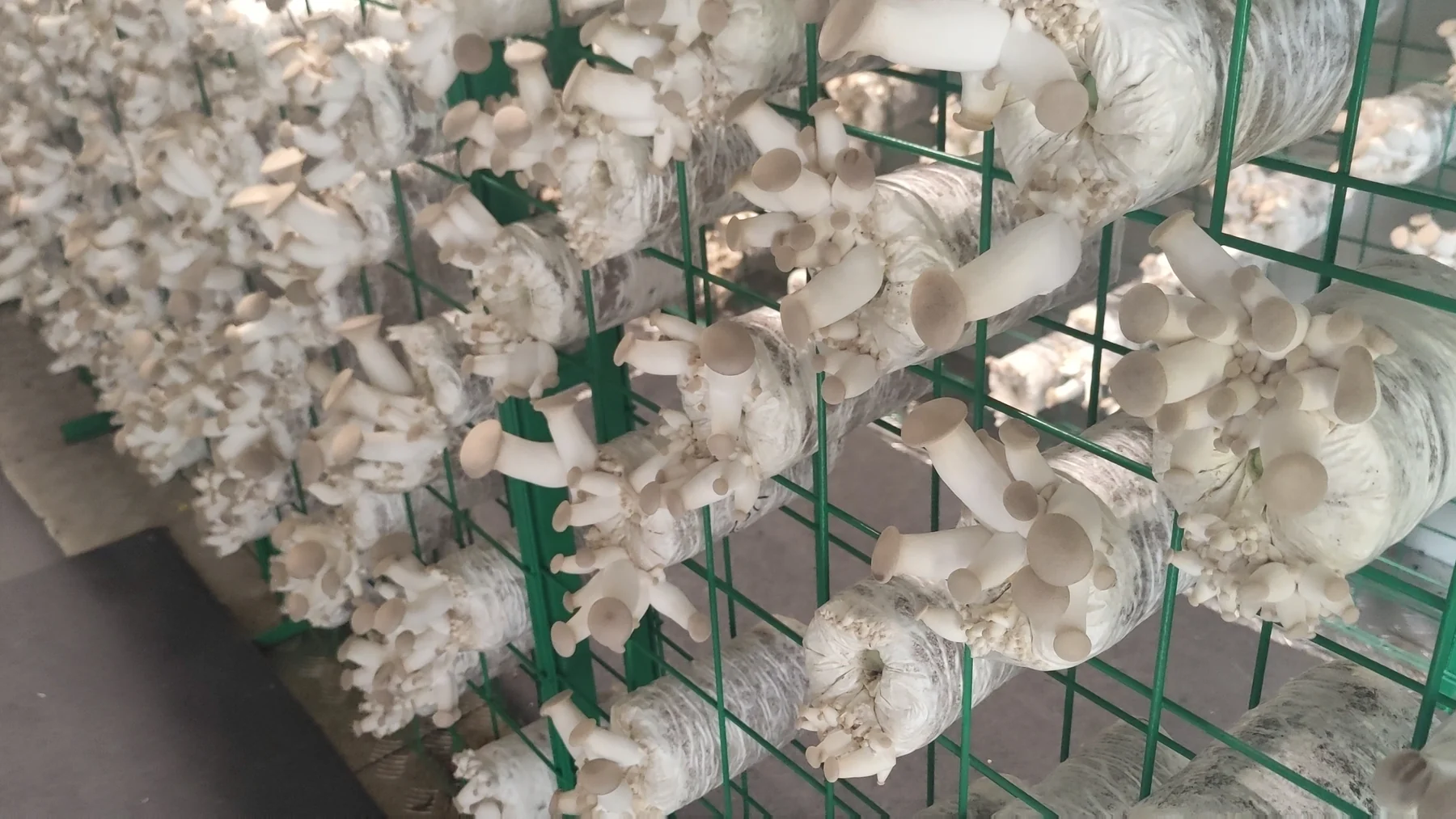 Rows of mushroom grow blocks fruiting on green racks in the company’s growing room