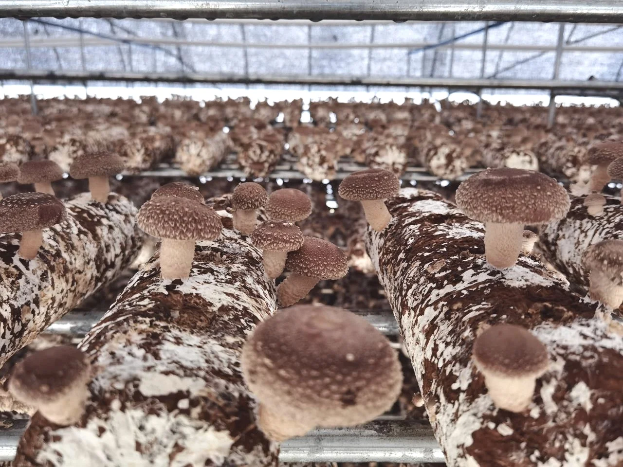 Shiitake mushrooms emerging from rows of substrate blocks in the company’s growing room