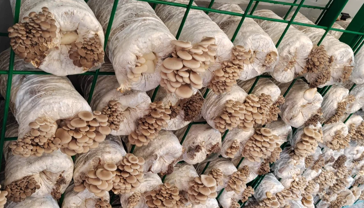 Shimeji mushrooms fruiting from company grow blocks on green growing racks